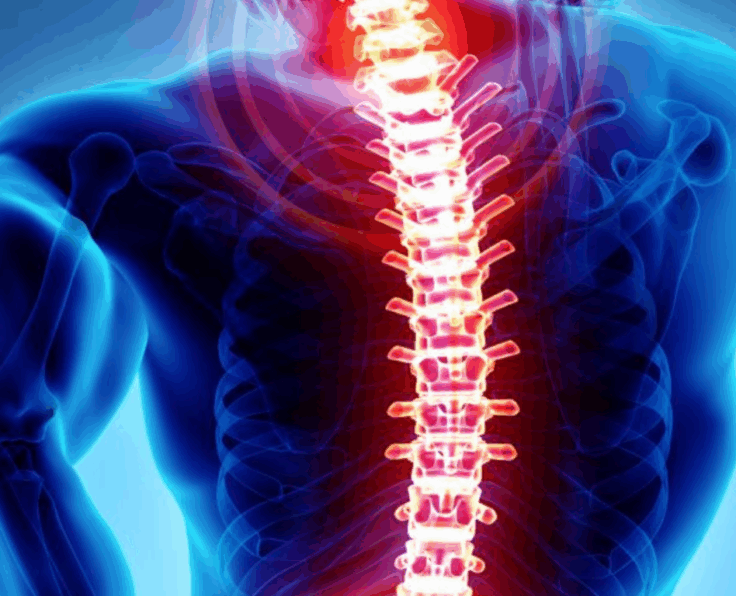 Spine